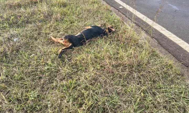 Motociclista atropela cachorro na Ronan Rocha e fica ferido; animal morreu