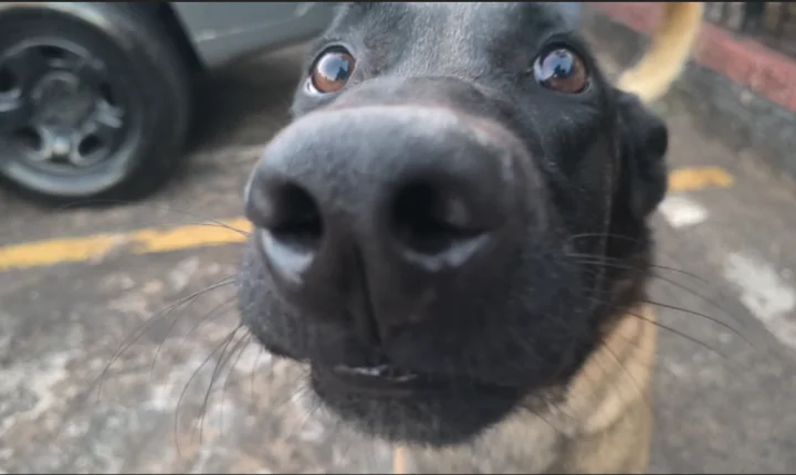 Com o novo cão Zeus, Baep deflagra operação no Parque Dom Pedro I