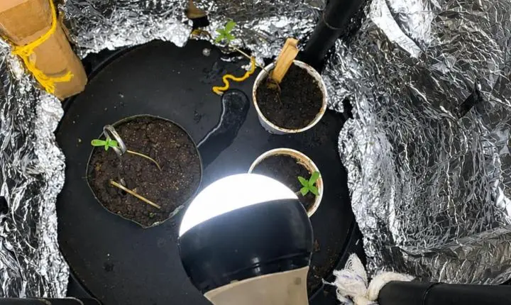 Operação apreende pés de maconha e recupera moto em São José da Bela Vista