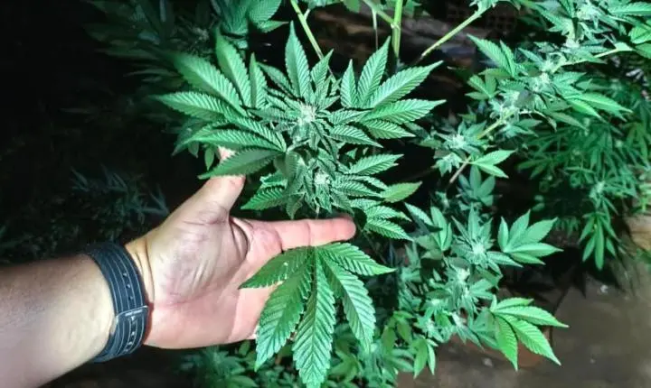 PM apreende plantas e produtos de cannabis em residência