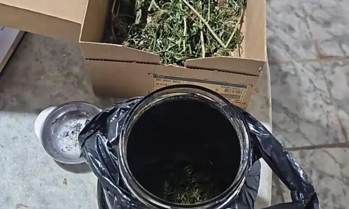 PM desmantela plantação de maconha e laboratório improvisado no Paulistano