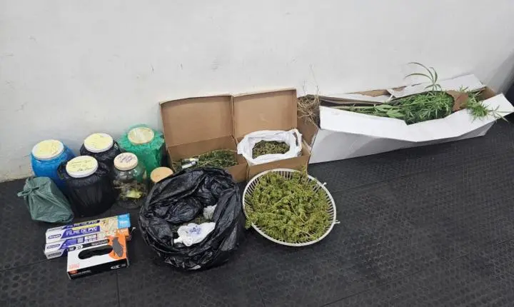 PM desmantela plantação de maconha e laboratório improvisado no Paulistano