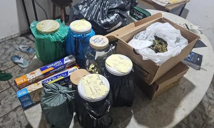 PM desmantela plantação de maconha e laboratório improvisado no Paulistano