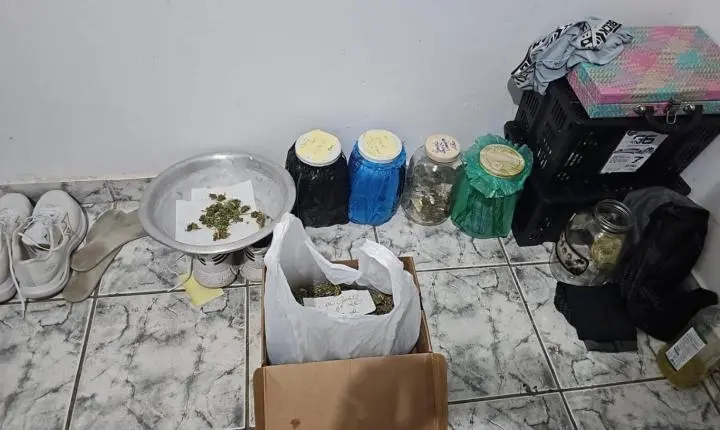 PM desmantela plantação de maconha e laboratório improvisado no Paulistano