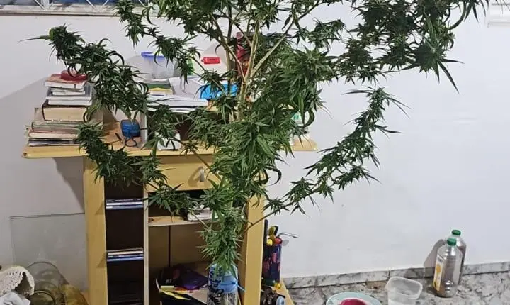 PM desmantela plantação de maconha e laboratório improvisado no Paulistano