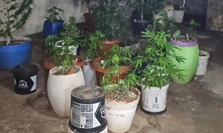 PM localiza plantação de maconha e laboratório improvisado no Paulistano
