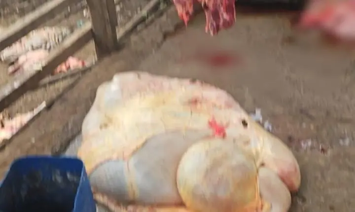PM localiza gado furtado em abatedouro clandestino em Pedregulho
