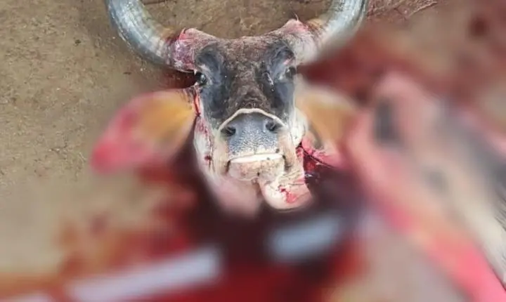 PM localiza gado furtado em abatedouro clandestino em Pedregulho