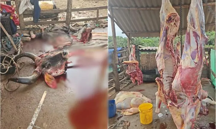 PM localiza gado furtado em abatedouro clandestino em Pedregulho