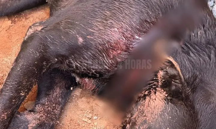 PMs salvam cachorro encontrado com cortes profundos no pescoço