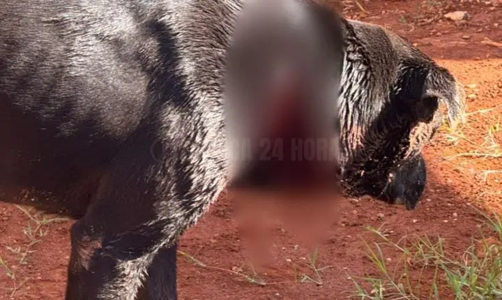 PMs salvam cachorro encontrado com cortes profundos no pescoço