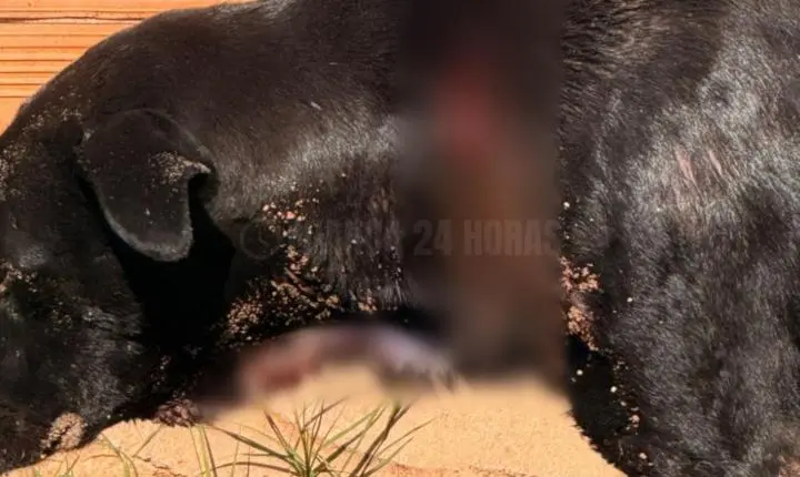 PMs salvam cachorro encontrado com cortes profundos no pescoço