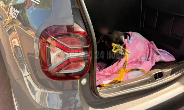 PMs salvam cachorro encontrado com cortes profundos no pescoço