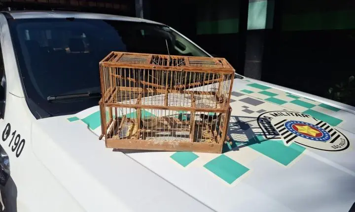 Polícia Ambiental resgata 10 aves silvestres e aplica R$ 5 mil em multas