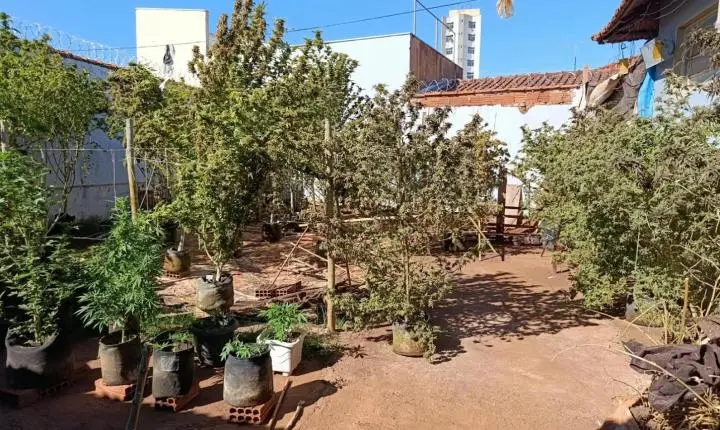 Polícia Ambiental apreende cobras exóticas e aplica multa de R$ 2,4 mil