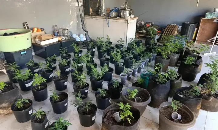 Polícia Ambiental apreende cobras exóticas e aplica multa de R$ 2,4 mil