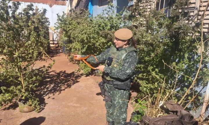 Polícia Ambiental apreende cobras exóticas e aplica multa de R$ 2,4 mil 
