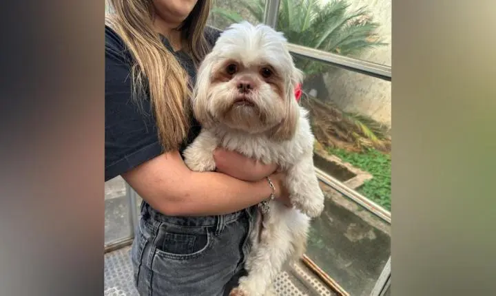 Polícia Civil recupera cão da raça Shih Tzu desaparecido em Franca