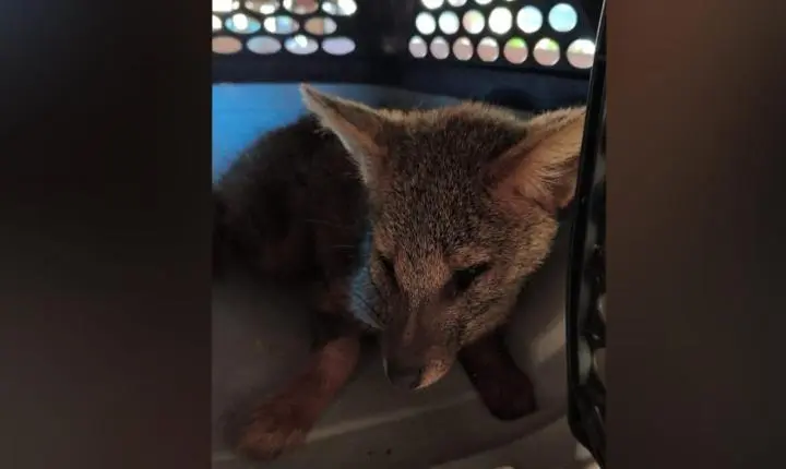 Raposa ameaçada de extinção é encontrada na região de Franca