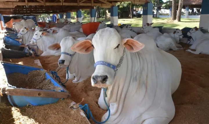 Sem shows, Expoagro segue até o dia 24 maio no Parque Fernando Costa
