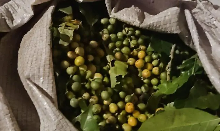 Trio furta café de lavoura e acaba preso pela PM junto com o comprador