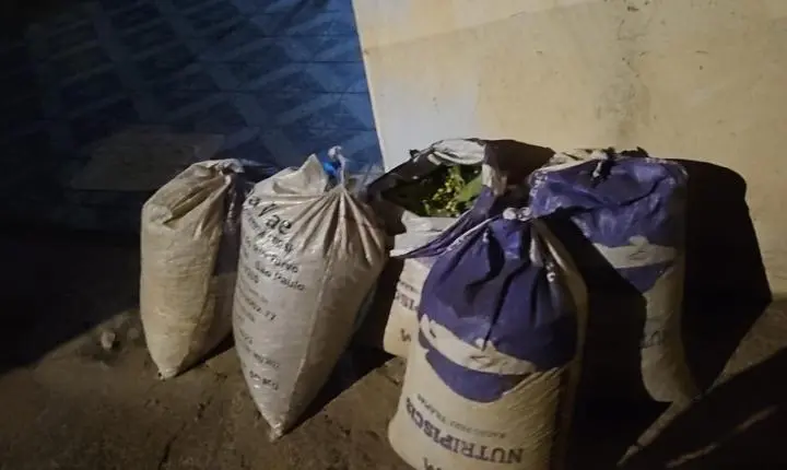 Trio furta café de lavoura e acaba preso pela PM junto com o comprador