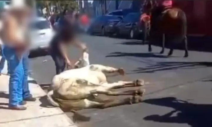 Vídeo mostra boi sendo puxado e agredido durante evento em Rifaina